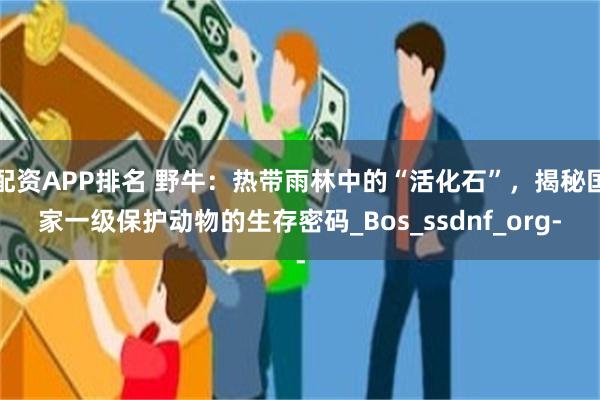 配资APP排名 野牛：热带雨林中的“活化石”，揭秘国家一级保护动物的生存密码_Bos_ssdnf_org-